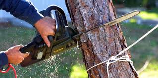 How Our Tree Care Process Works  in  Boley, OK