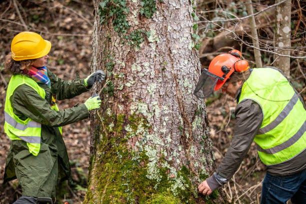 Trusted Boley, OK Tree Removal Services Experts